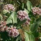 milkweed, SHOWY PINK flower, for butterflies, 60 seeds!