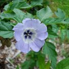 shoo fly, nicandra, SHOOFLY,  lavender blue flowers, 25 seeds!