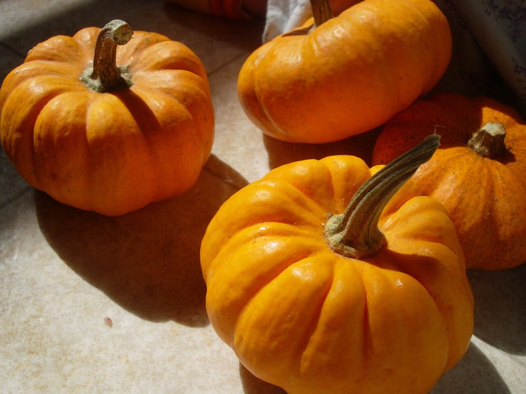 pumpkin, JACK BE LITTLE mini, 35 seeds!