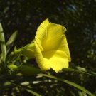 oleander, YELLOW evergreen TREE shrub, TROPICAL SCENTED flower, 5 seeds! oleander, YELLOW evergreen TREE shrub, TROPICAL SCENTED flower, 5 seeds!