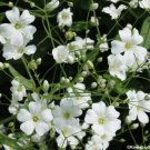 baby's breath, WHITE annual flower, 170 seeds!