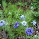 love in a mist, blue, LOVE-IN-A-MIST, flower, 850 seeds! love in a mist, blue, LOVE-IN-A-MIST, flower, 850 seeds!