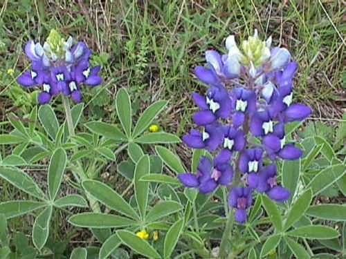 bluebonnet, texas, TX STATE FLOWER, blue, 60 seeds!