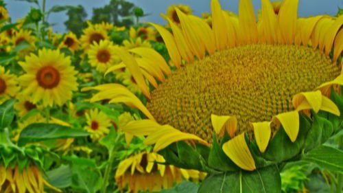 sunflower, GIANT MAMMOTH, large head, 8 seeds!