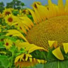 sunflower, GIANT MAMMOTH, large head, 8 seeds! sunflower, GIANT MAMMOTH, large head, 8 seeds!