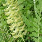 vetch, CANADIAN MILK, light yellow blossoms, 115 seeds!