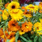 calendula, EDIBLE FLOWER, reseeds, 80 seeds!