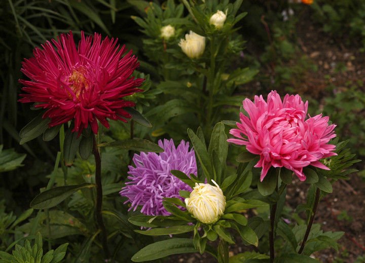 aster, POWDER PUFF, easy to grow cut flower, POWDERPUFF MIX, 200 seeds!