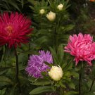 aster, POWDER PUFF, easy to grow cut flower, POWDERPUFF MIX, 200 seeds!