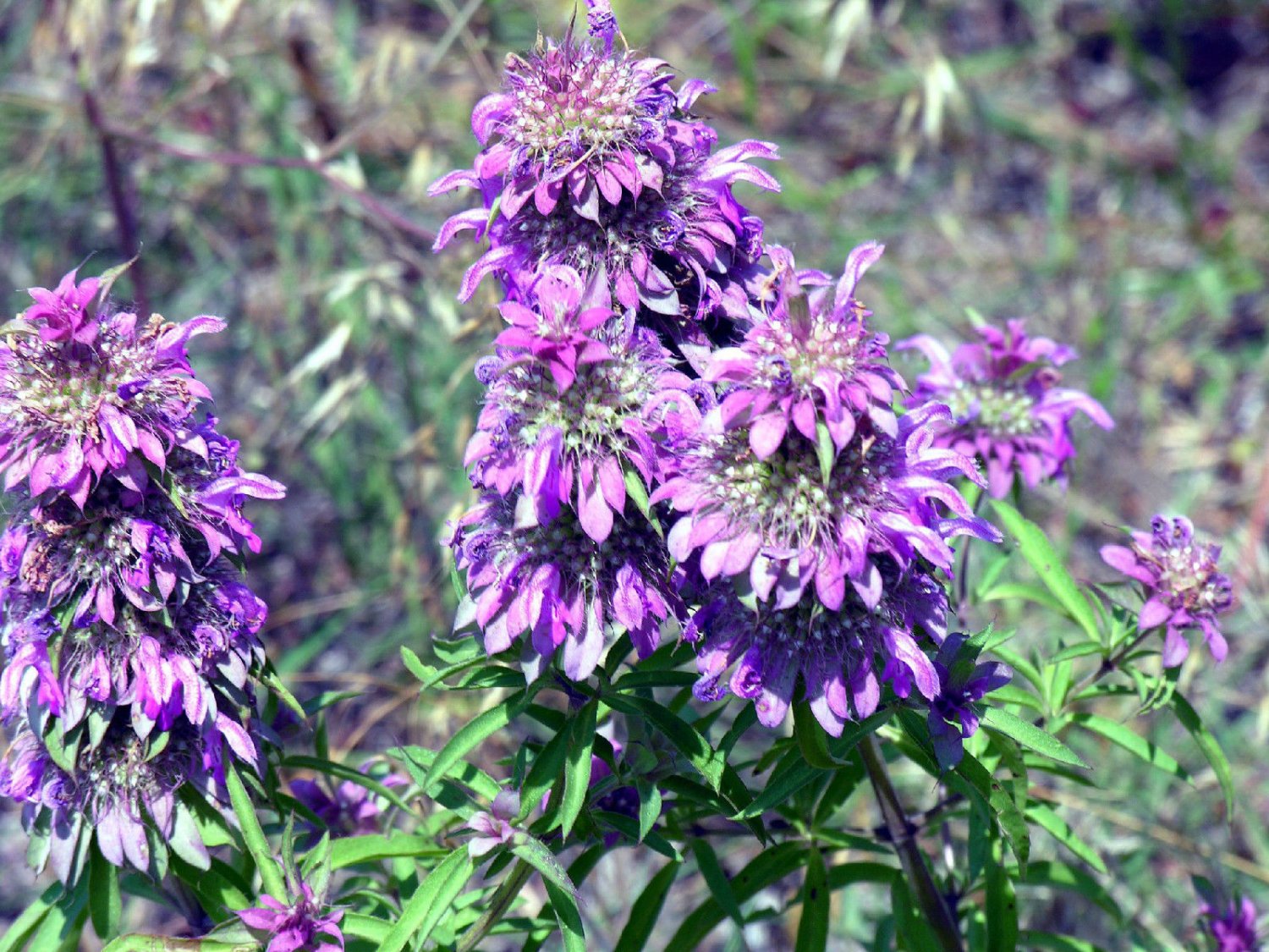 beebalm, LEMON BEE BALM FLOWER, 1105 seeds!