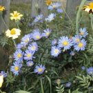 aster, NEW ENGLAND ASTER MIX, 215 seeds!