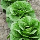lettuce, PARRIS ISLAND ROMAINE, 100 seeds!