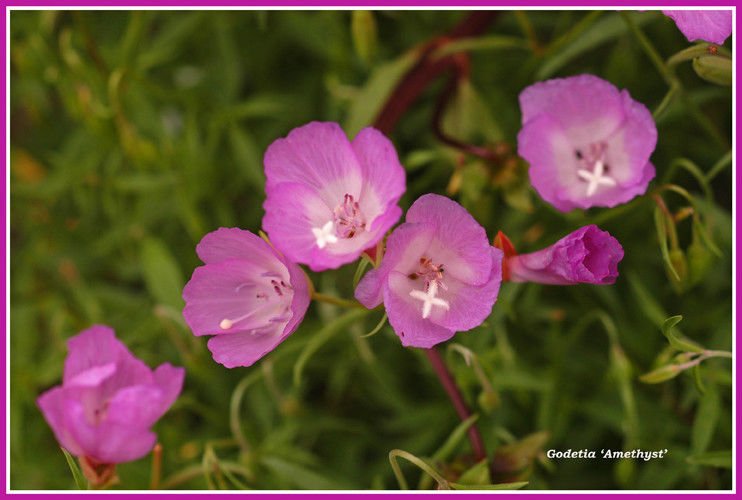 godetia, CLARKIA AMOENA,1000 seeds!