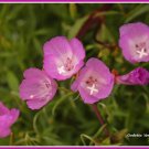 godetia, CLARKIA AMOENA,1000 seeds!