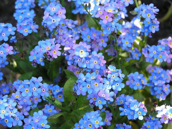 forget-me-not, CHINESE BLUE flower, 305 seeds!