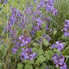 money plant, lunaria, silver dollar, 60 SEEDS!