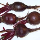 beet, DETROIT DARK RED, 163 seeds! beet, DETROIT DARK RED, 163 seeds!