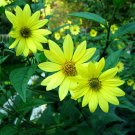 sunflower, LEMON QUEEN SUNFLOWER, yellow flower blooms, 30 SEEDS! sunflower, LEMON QUEEN SUNFLOWER, yellow flower blooms, 30 SEEDS!