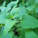 catnip, PERENNIAL HEIRLOOM HERB, 245 SEEDS! catnip, PERENNIAL HEIRLOOM HERB, 245 SEEDS!