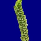 bells of Ireland, GREEN FLOWERS, 120 seeds!