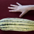 squash, DELICATA, SWEET POTATO SQUASH, 10 seeds!