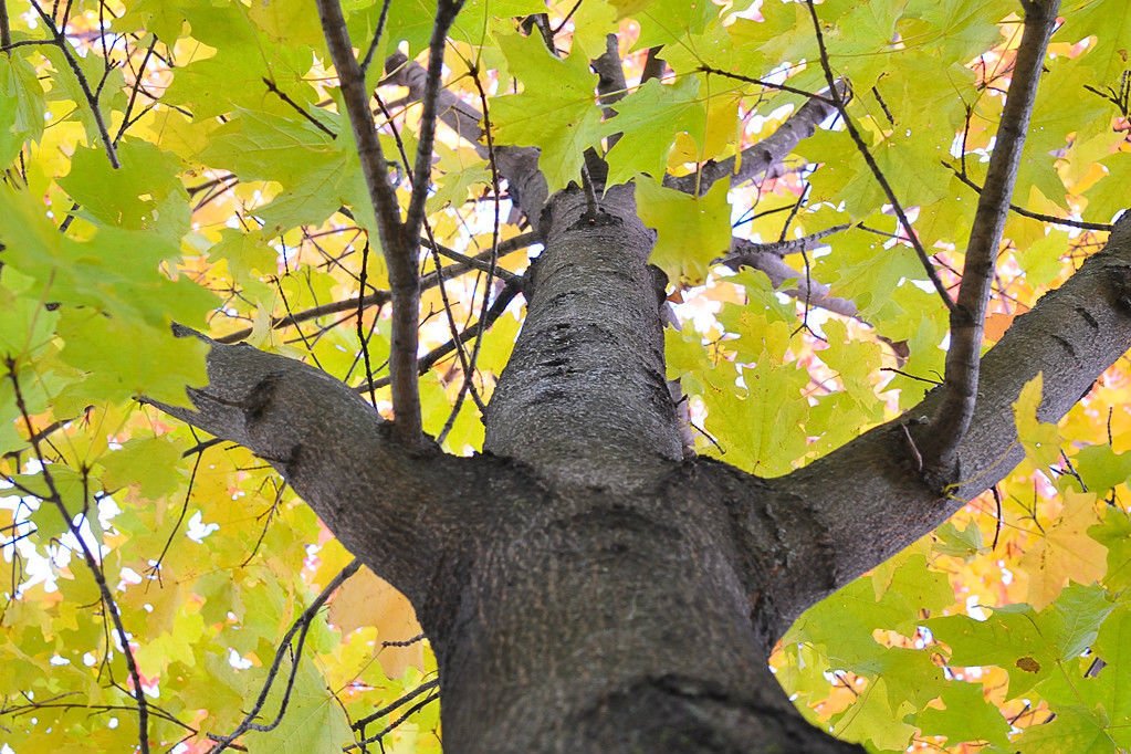 maple, SUGAR for maple syrup TREE, 42 SEEDS!