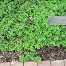 marjoram, FRAGRANT HERB, heirloom, 350 SEEDS! marjoram, FRAGRANT HERB, heirloom, 350 SEEDS!