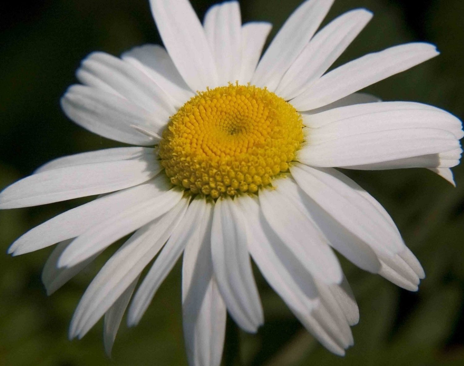 daisy, OX-EYE oxeye daisies, white flower, perennial 190 seeds!