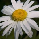 daisy, OX-EYE oxeye daisies, white flower, perennial 190 seeds!