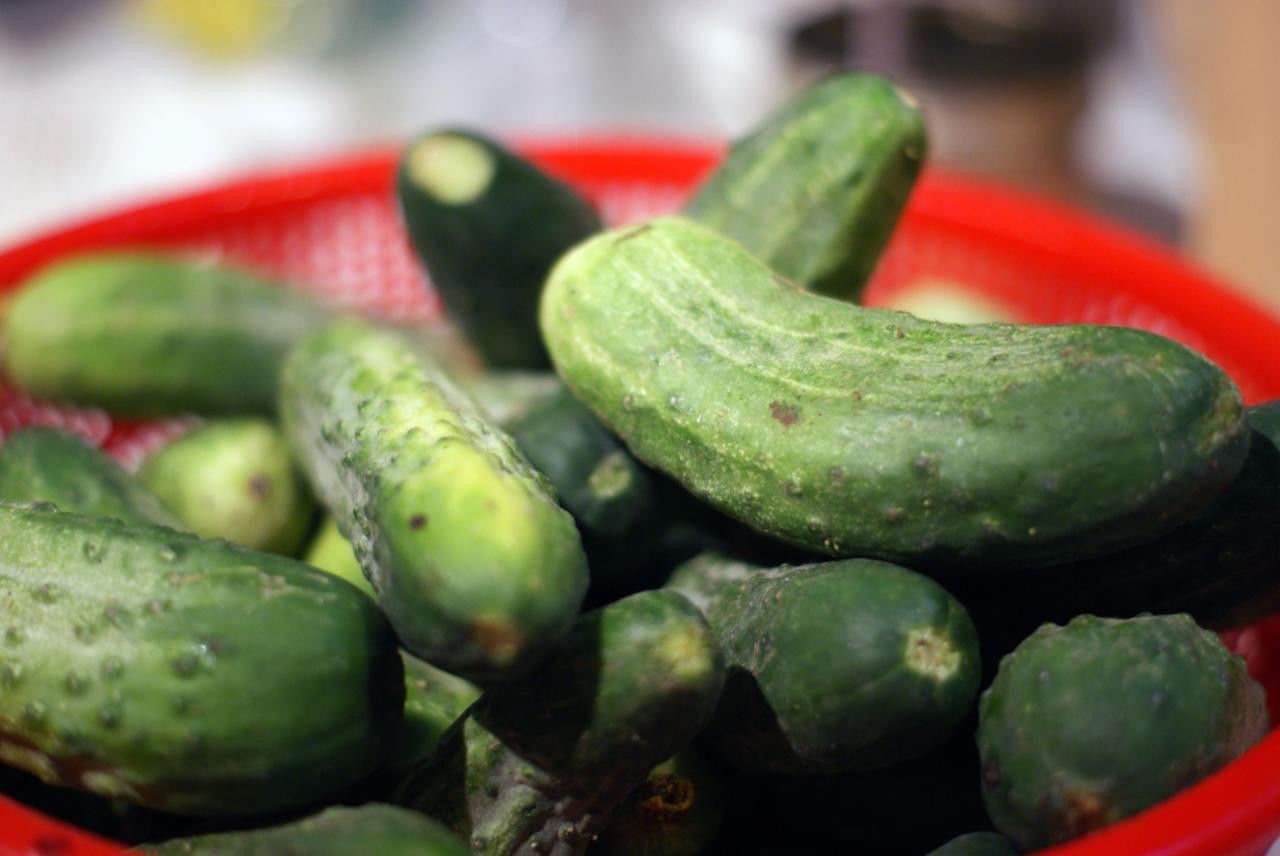 cucumber PICKLING, canning pickle 55  seeds!
