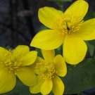 marigold, SWAMP, yellow FLOWER up to 5 ft tall, 45 SEEDS!