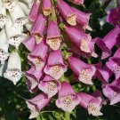 foxglove, excelsior mix flower, SHADE OR SUN, 2000 seeds! foxglove, excelsior mix flower, SHADE OR SUN, 2000 seeds!