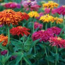 zinnia, CACTUS GIANT ZINNIA flower, 40 SEEDS!
