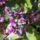 hyacinth, PURPLE HYACINTH BEAN VINE flower, 30 SEEDS!