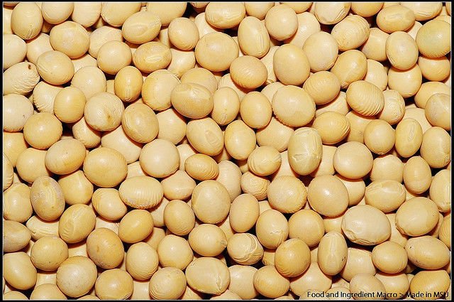 soybeans, WHITE SOYBEAN, soy bean, 105 SEEDS!