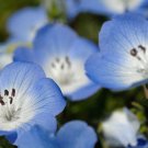 baby blue eyes, SHADE FLOWER 285 seeds! baby blue eyes, SHADE FLOWER 285 seeds!