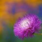 sweet sultan, FRAGRANT CUT FLOWER, 240 SEEDS!