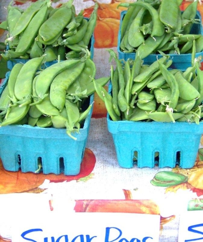pea, OREGON SUGAR POD, snow, 155 seeds!