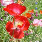 poppy, POPPY SHIRLEY RED flower, 575 seeds! poppy, POPPY SHIRLEY RED flower, 575 seeds!