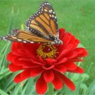 zinnia, CHERRY QUEEN, dark red double flower, 30 seeds! zinnia, CHERRY QUEEN, dark red double flower, 30 seeds!