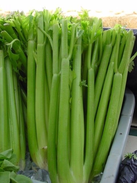 celery, UTAH TALL CELERY, 550 seeds!