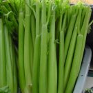 celery, UTAH TALL CELERY, 550 seeds!