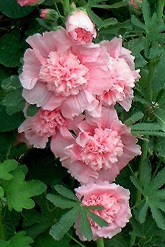 hollyhock, CHATERS DOUBLE MIX, 10 SEEDS!