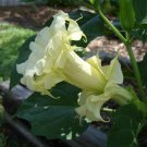 angel's trumpet, yellow flower - DATURA METEL, 10 SEEDS!