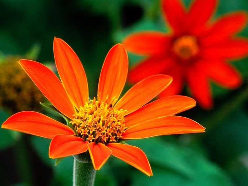 sunflower, MEXICAN SUNFLOWER 'Torch', 150 seeds!