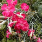 carnation, DWARF VIENNA GRENADIN MIX, 50 seeds!