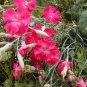 carnation, DWARF VIENNA GRENADIN MIX, 50 seeds!