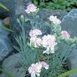 carnation, DWARF VIENNA GRENADIN MIX, 50 seeds!