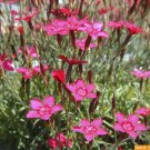 maiden pinks, PERENNIAL FLOWER, 1350 SEEDS!