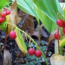 lily of the valley, SHADE PERENNIAL, fragrant white flower, 8 SEEDS! lily of the valley, SHADE PERENNIAL, fragrant white flower, 8 SEEDS!